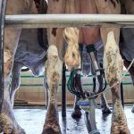 Tendências para o setor lácteo: o que esperar?
