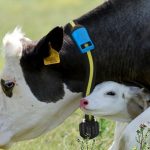 Ideagri: conheça o maior hub de integração entre sistemas e equipamentos destinado a fazendas leiteiras