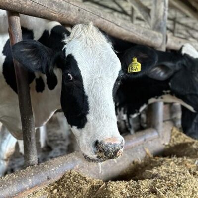 Como a cultura na fazenda e o compost barn influenciaram no controle da mastite da Fazenda São Miguel