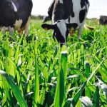 Fazenda do Ceará moderniza gestão para enfrentar desafios da atividade leiteira