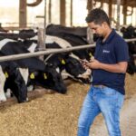 Integração de sistema de monitoramento de gado de leite da MSD Saúde Animal a software Ideagri amplia acesso a dados para melhorar gestão das fazendas