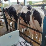 Fazenda de leite mostra como gestão de dados e benchmarking impulsionaram sua produção