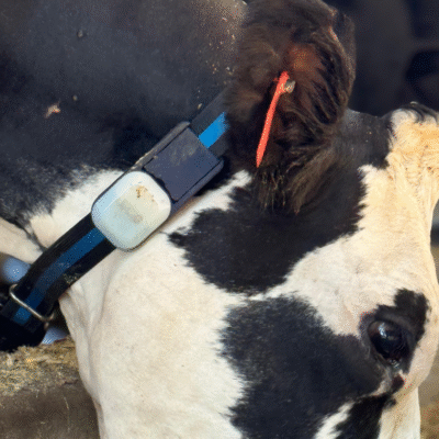 Monitoramento que transforma: a experiência da Fazenda Marcelos com o RúmiAction