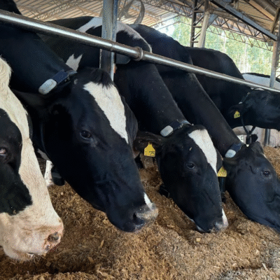 RúmiAction Tech Week: três dias que redefiniram o monitoramento animal na pecuária leiteira brasileira