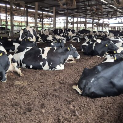 Sustentabilidade, gestão e eficiência: os pilares da produção leiteira na Fazenda Figueireda Riacho