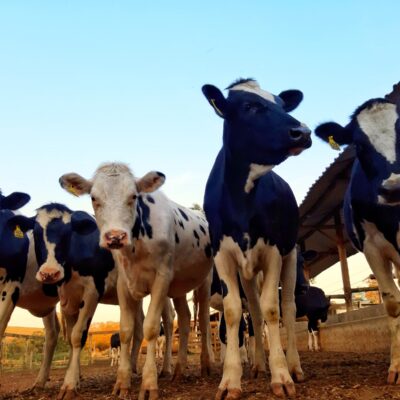 Tradição, gestão e uma nova geração: a evolução da Fazenda Faxina